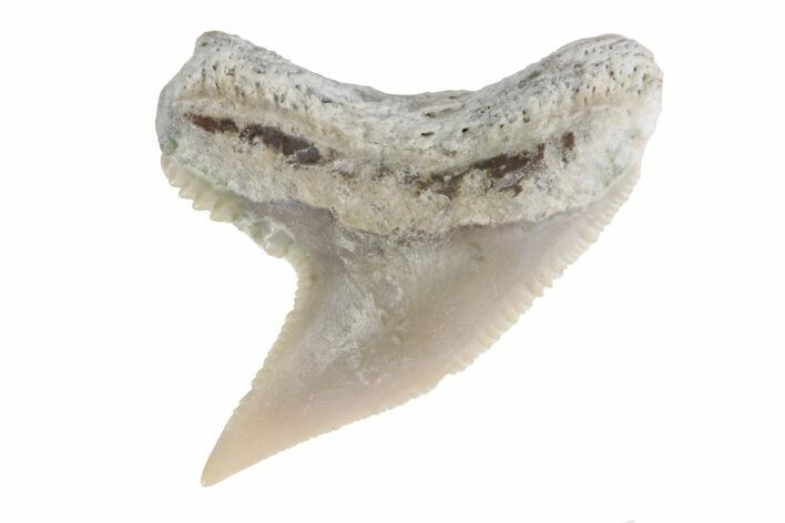 Fossil Tiger Shark Tooth - Lee Creek (Aurora), NC #71078